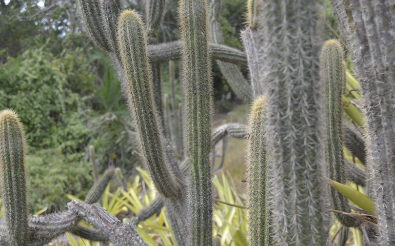 Semana do Bioma Caatinga: IMA realiza ações no sertão de Alagoas