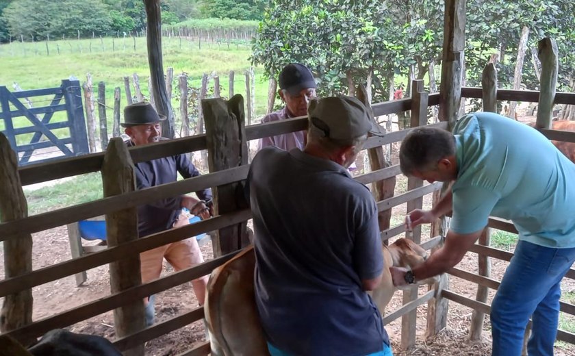 Secretaria de Agricultura de Tanque d’Arca realiza vacinação contra brucelose bovina