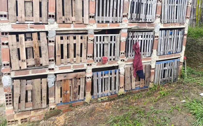 PM flagra rinha e apreende 23 galos que sofriam maus-tratos