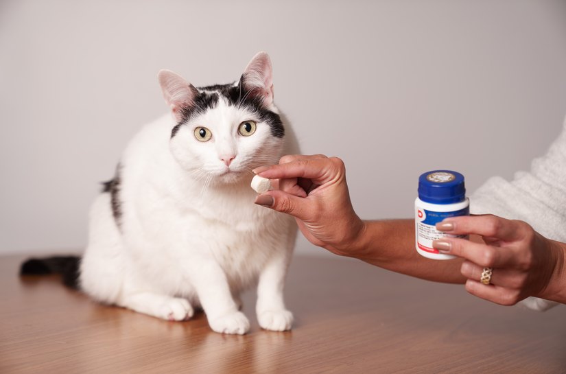 Depressão, estresse e agressividade: como identificar, tratar e prevenir transtornos emocionais em cães e gatos