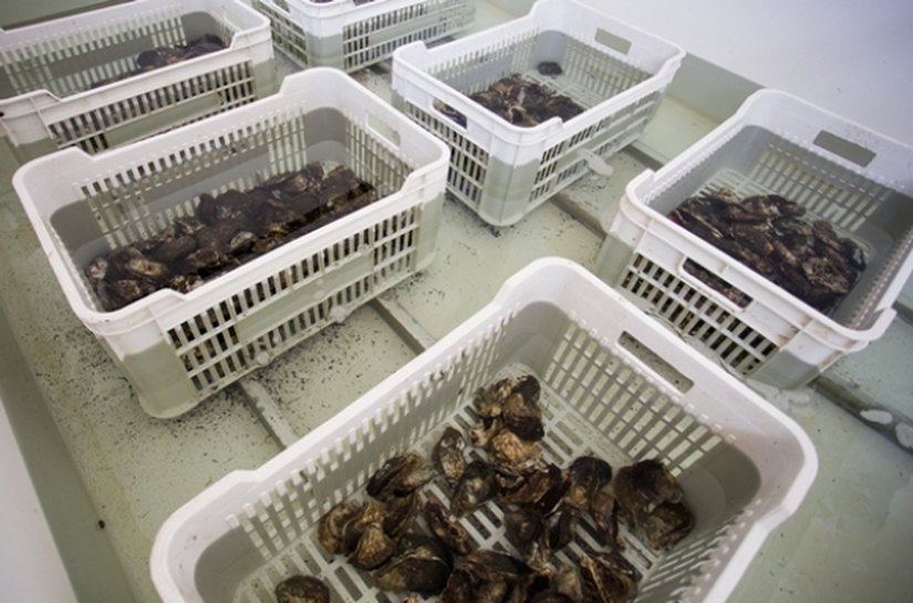 Produção, comercialização e consumo da ostra em AL é tema de seminário