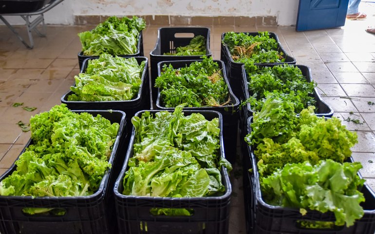 PAA adquire 12 toneladas de alimentos de agricultores coruripenses