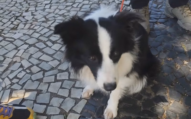 Cadela é resgatada após passar três dias presa em carro em Copacabana