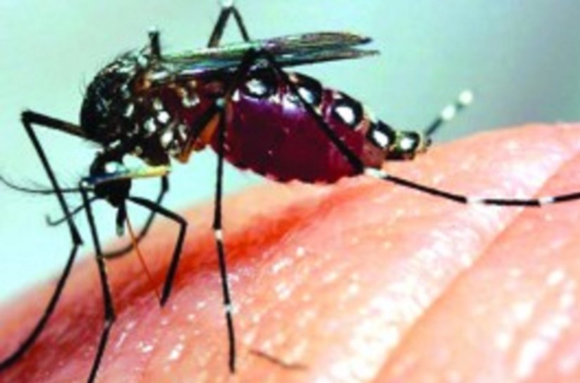 Chikungunya pode deixar paciente incapacitado