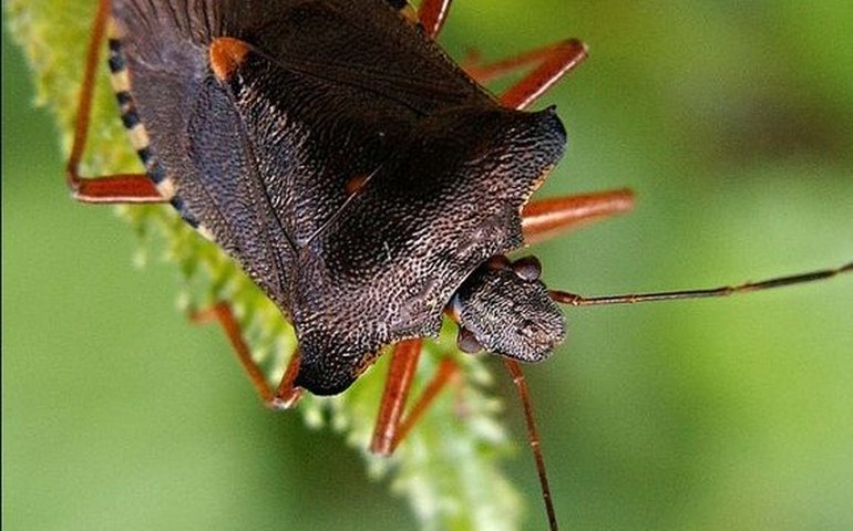 ‘Problema global de saúde’: percevejos de cama são cada vez mais frequentes e demandam cuidados, alertam médicos