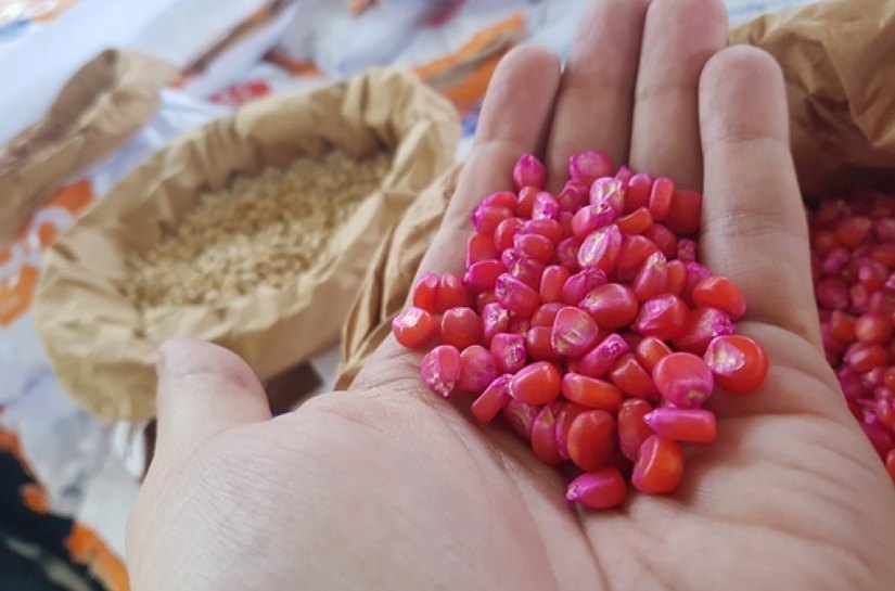 Estado entrega 120 mil kg de grãos a agricultores da região Norte no domingo