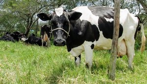 vaca