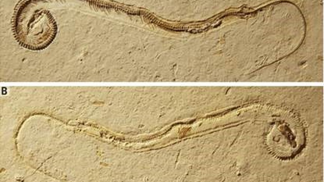 Artigo da ‘Science’ descreve fóssil de cobra com patas encontrado no Brasil