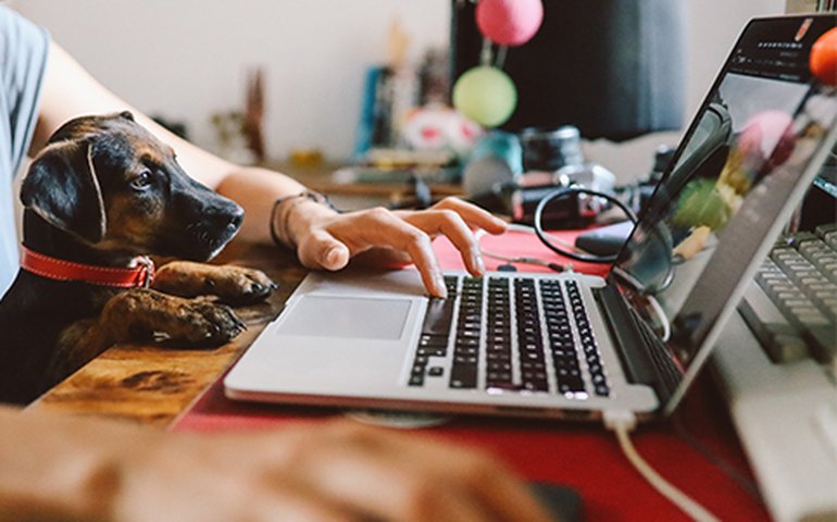 Home office pode significar ter reunião ou live invadida por animais de estimação