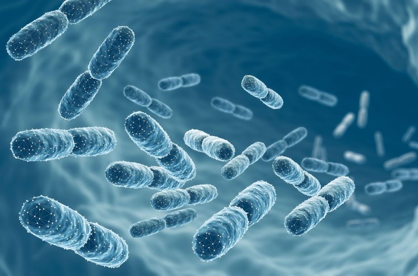 Quais são os efeitos dos probióticos no dia a dia?