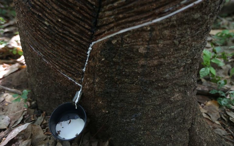 Museu do Seringal, em Manaus, reabre as portas nesta quinta-feira