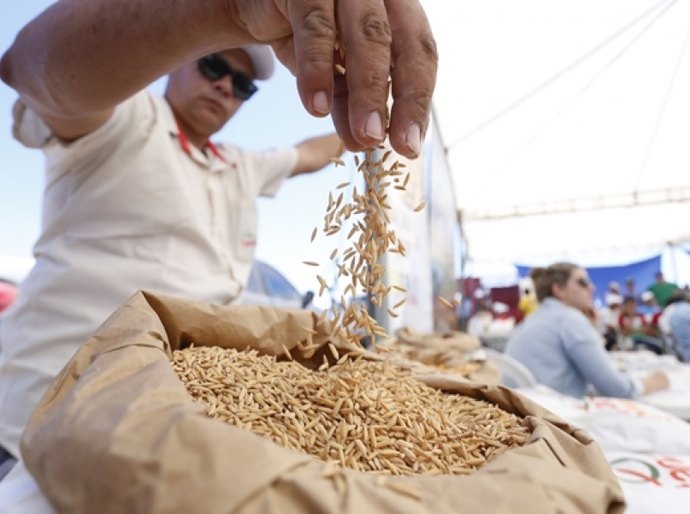Governo distribuirá 200t de sementes de arroz na próxima semana