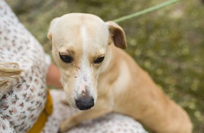 Gabinete da Causa Animal reforça a importância da vacinação para os pets