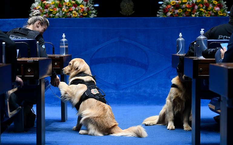 Proteção a animais a serviço das forças de segurança está na pauta da CSP