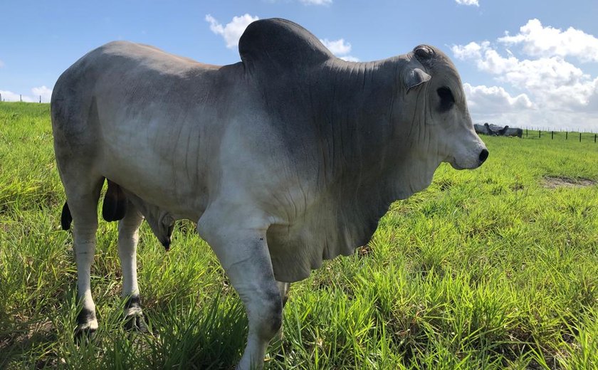 Lotes do Reprodutores Provados serão apresentados durante Dia de Campo