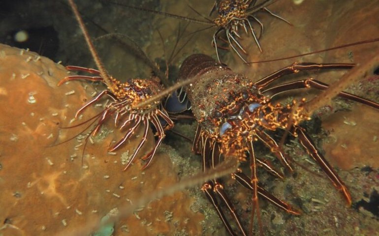 Pesquisador da Ufal dá detalhes sobre espécime de lagosta azul capturado