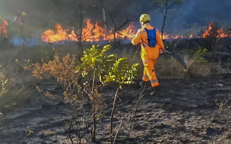 Prejuízo com incêndios em SP pode chegar a R$ 350 milhões para produtores de cana