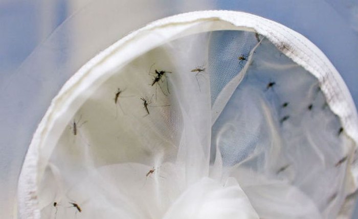 Mosquito Aedes aegypti transmite  dengue, zika e chikungunya