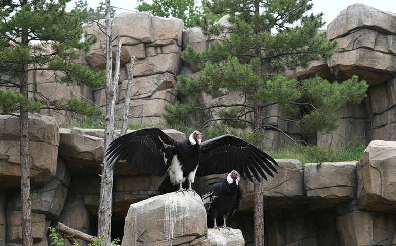 Zoo de Moscou recebe condores andinos gigantes da América do Sul