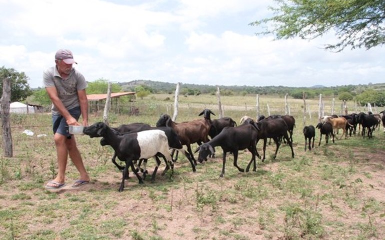 Programa Alagoas Mais Ovinos beneficia mais de 900 famílias