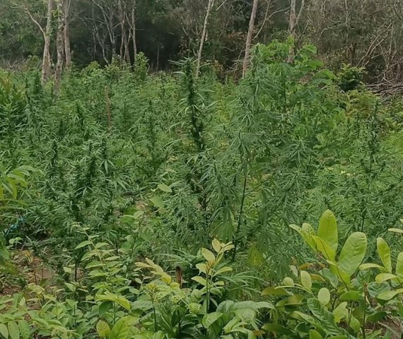 PM presta apoio à PF e flagra plantação com mais de 4 mil pés de maconha