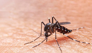 Sergipe registra queda no número de casos de dengue