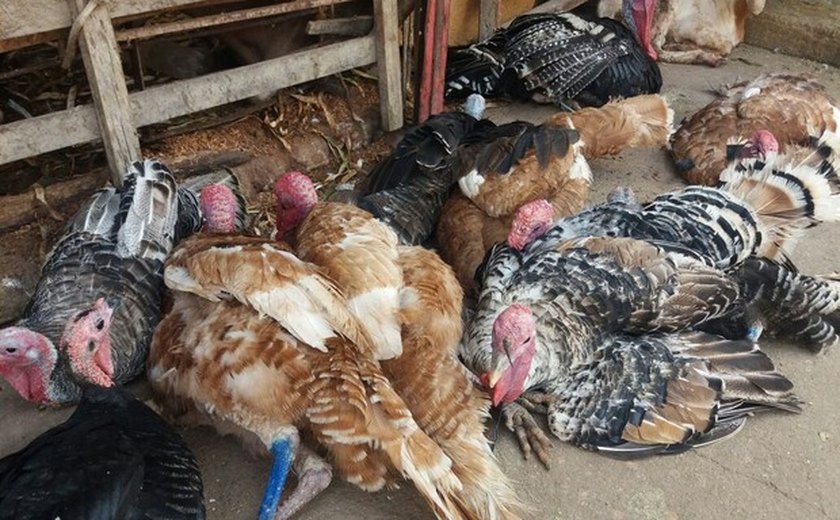 Mesmo com preço congelado, venda do peru vivo cai em Maceió