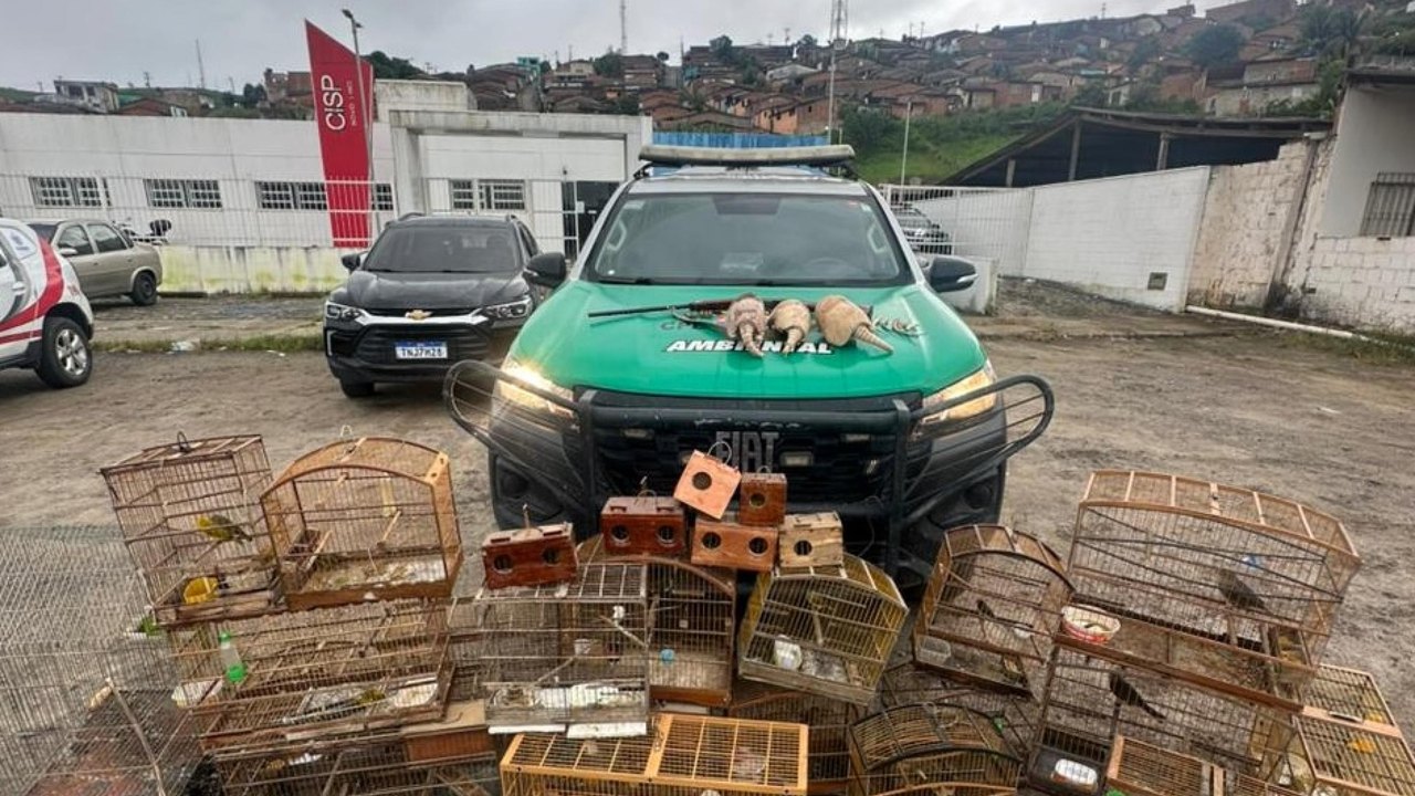 Operação Onda Verde recolhe arma de fogo e mais de 30 animais silvestres na Zona da Mata