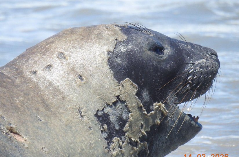 Banhistas devem manter distância de elefante-marinho que chegou à praia de Maceió