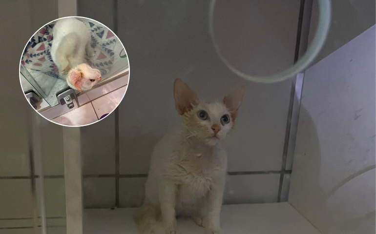 Bombeiros resgatam gato preso em estrutura de vidro, em Maceió