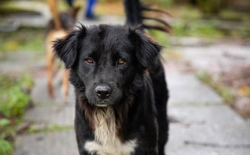 Voluntários que cuidam de animais na Ufal querem evitar abandonos