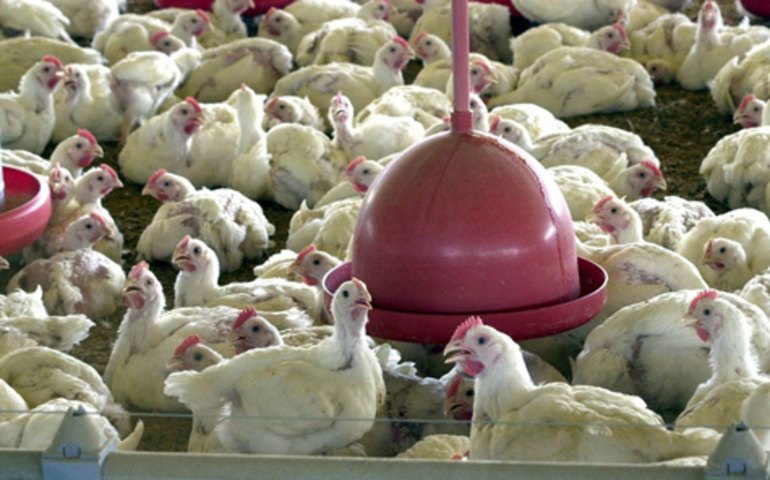 Itália registra primeiro caso humano de gripe aviária H9N2 na Europa