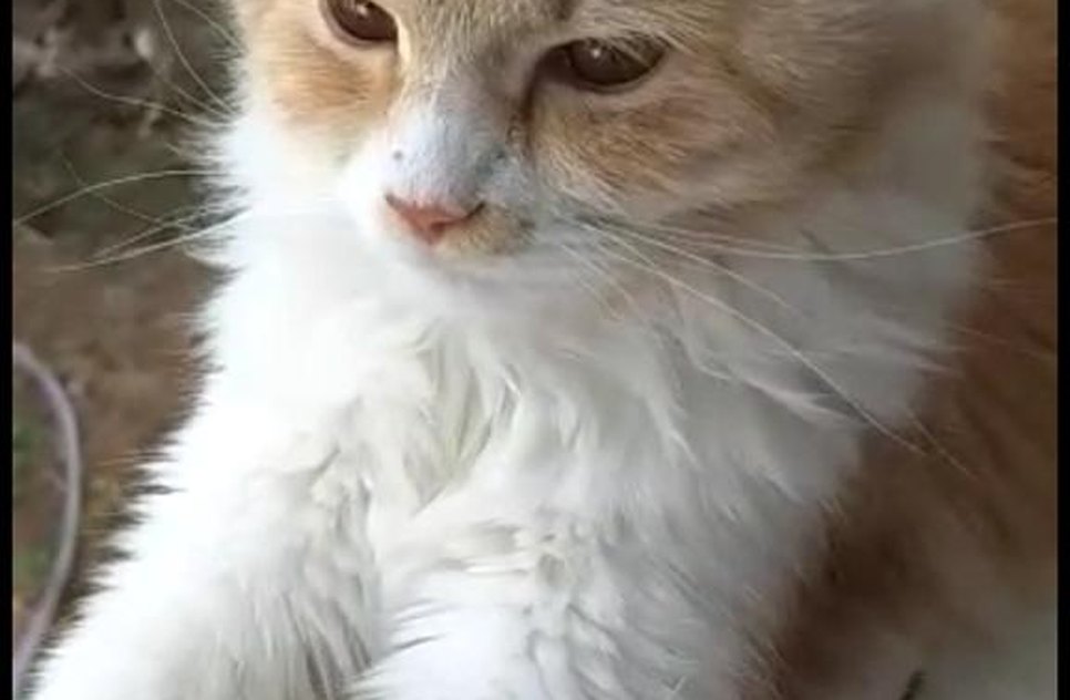 gata desaparecida
