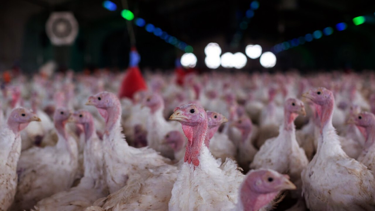 Agricultura confirma foco de doença de Newcastle em Santa Catarina