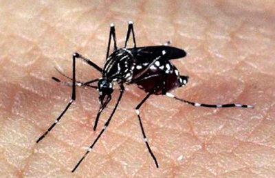 Casos de chikungunya devem voltar a subir neste ano