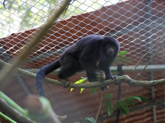 IMA participa de ação para garantir conservação do macaco-guariba-de-mãos-ruivas em Alagoas