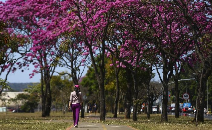 Hoje é Dia - Florada dos ipês, em Brasília