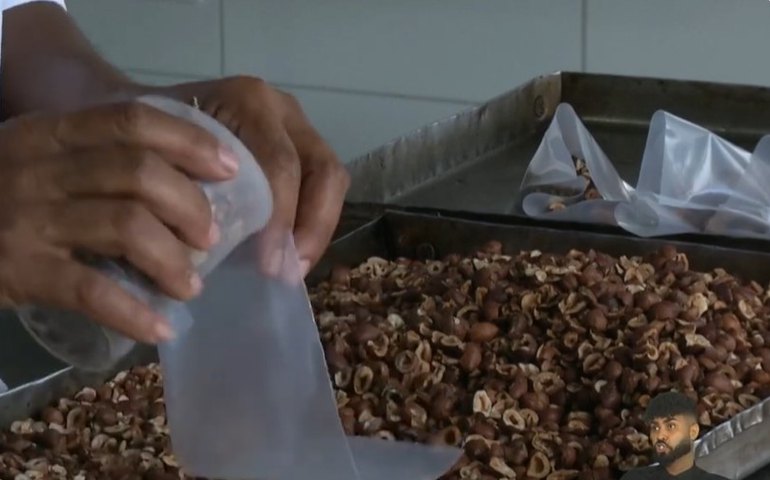 Licuri impulsiona a  economia criativa na Bahia