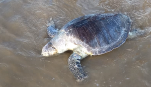Tartaruga é encontrada morta e encalhada na Praia dos Artistas em Aracaju