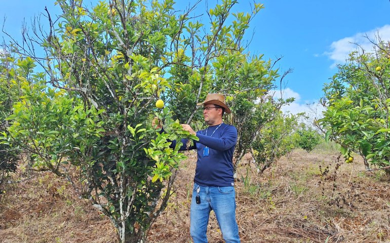 Adeal realiza trabalho de campo para manutenção da área livre de doença que atinge a laranja