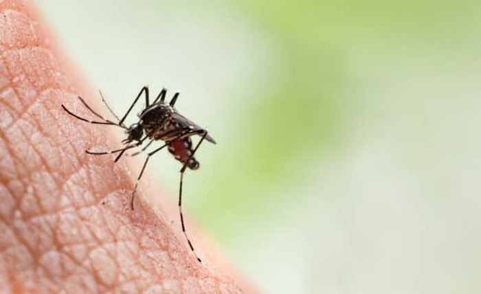 Casos de chikungunya quase dobraram em Alagoas
