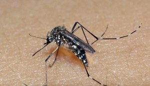Homem morre com suspeita de dengue hemorrágica em Sergipe