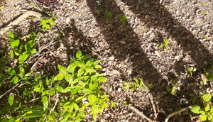 Corpo com perfurações na cabeça é encontrado na Zona Sul de Aracaju / Foto: Foto: Portal A8SE/Reprodução