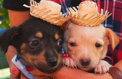 Feira de Adoção da Prefeitura de Maceió terá tema junino neste domingo