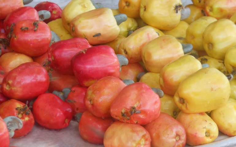 Maior exportador de castanha de caju celebra os bons resultados