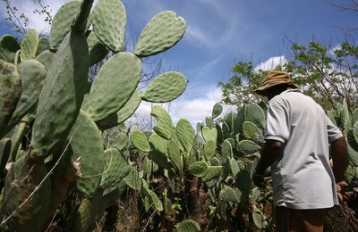 Projeto de melhoramento genético vai desenvolver palma mais resistente e com maior potencial nutricional