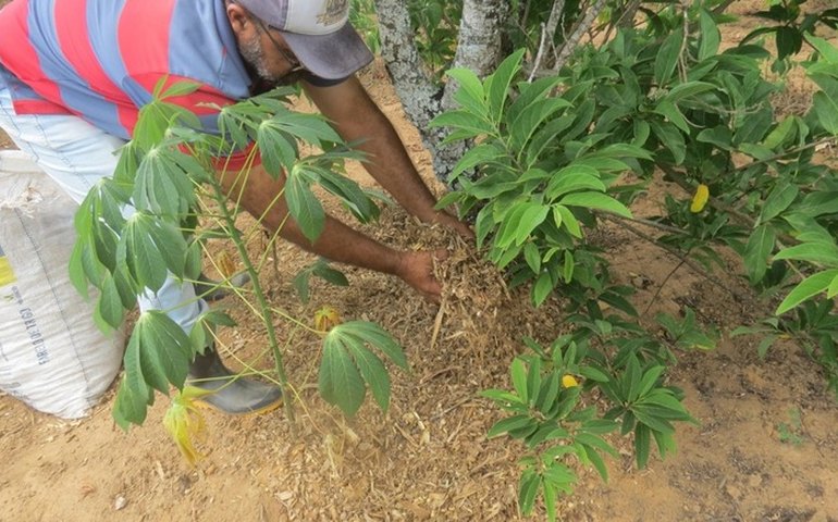 Através do plantio planejado, agricultor familiar aumenta renda anual para R$ 11 mil