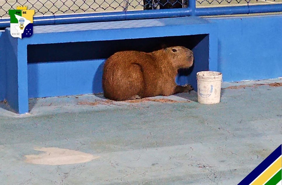 capivara pm / Foto: Foto: PM/SE