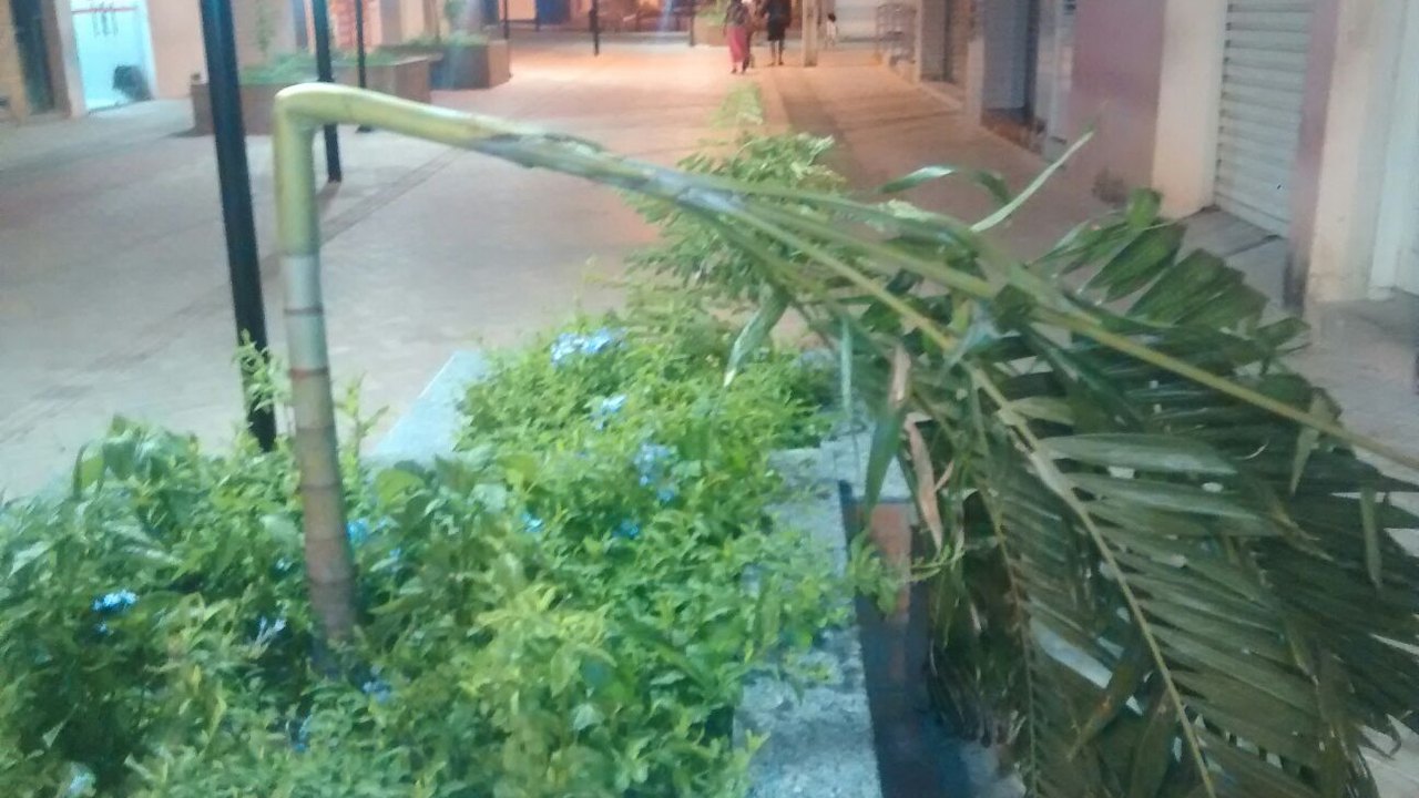 Vândalos destroem jardins de calçadão recém inaugurado em Lagoa da Canoa