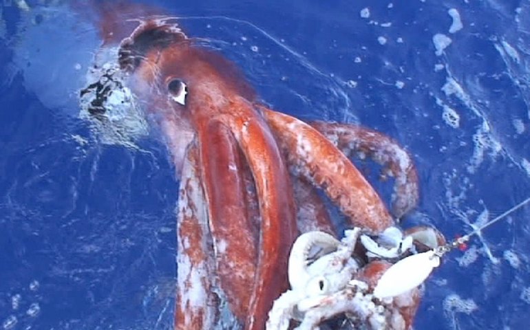 Estudo sugere que polvos gigantes foram superpredadores há 100 milhões de anos